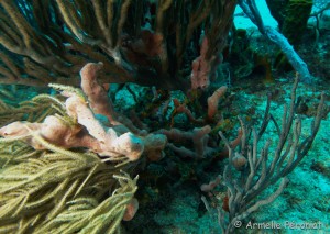 Malendure - îlet Pigeon    